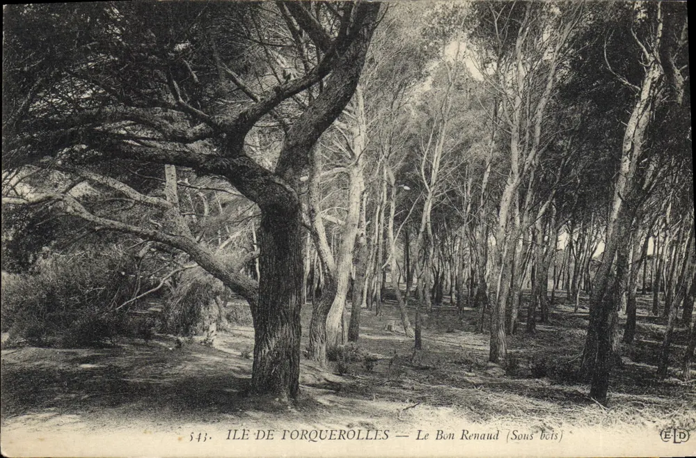 Insel Torquerolles — Le Bon Renaud (Unterholz) — ELD, Nr. 543 - Vorderseite