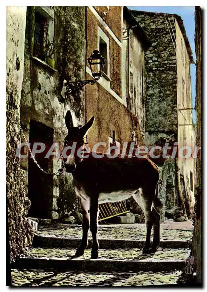 Dromedário em uma rua — Provence — Éditions Photoguy, n° B.648 - Frente