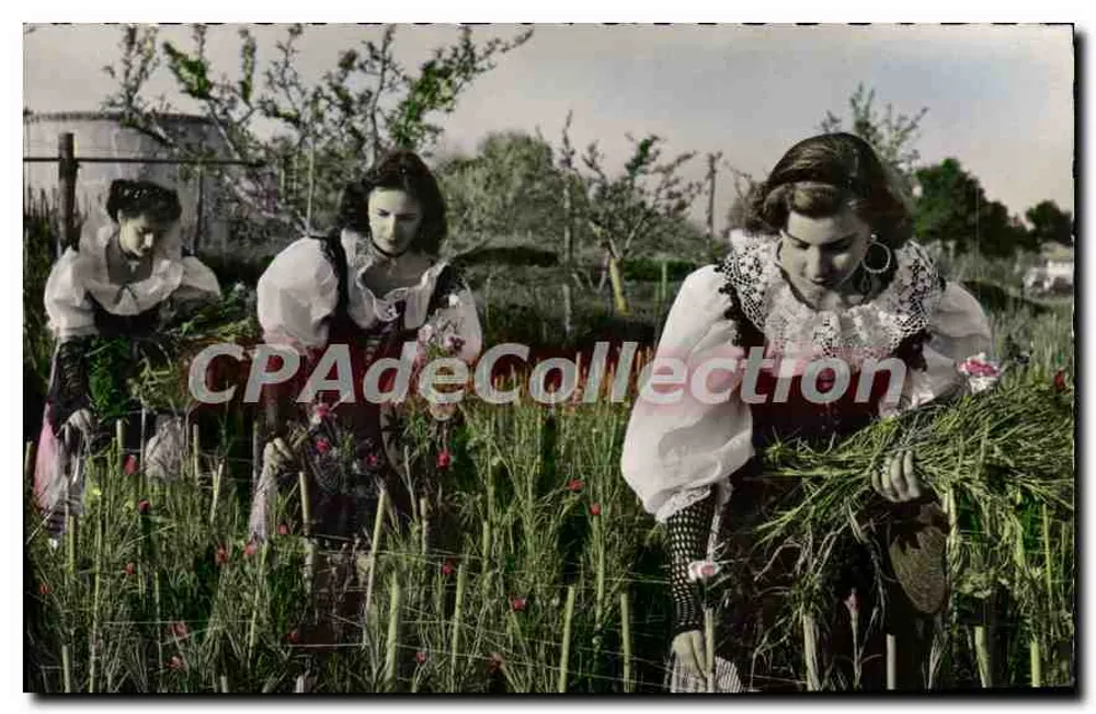 Côte-d'Azur — Die Ernte von Mohnblumen durch junge Bauernfrauen — Editions S.E.P.T., Nice - Vorderseite