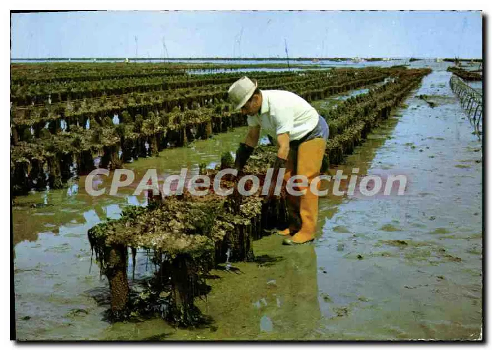 Oyster Cultivation on Tiles — Atlantic Coast — Edition by EUROPE, Suryenningues - Vorderseite