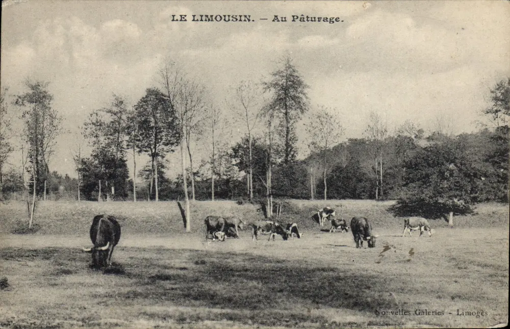 O Limousin — No Pâturage — Novas Galerias - Limoges - Frente