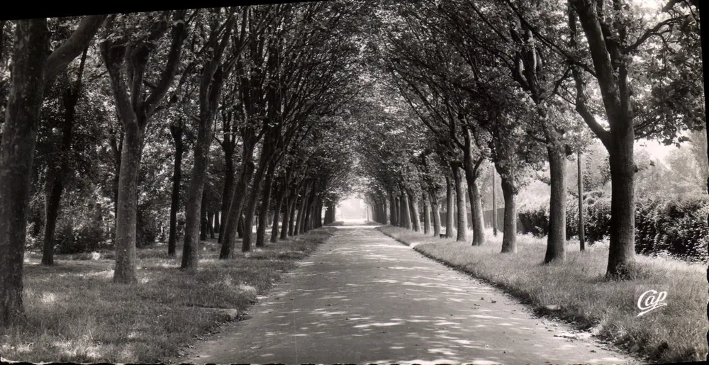 Auxerre — Avenida do Árvore-Sec — REAL PHOTO - Frente
