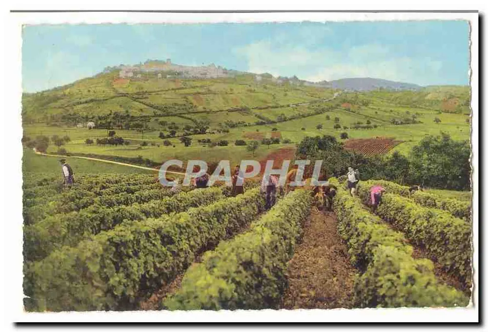 Sonnige Weinberge — Arbeiter in den Reihen — Graphiphil - Vorderseite