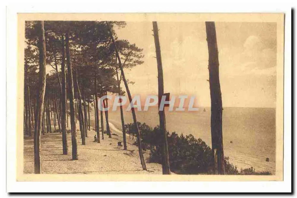 Paisagem costeira com pinheiros — vista de praia — editor não identificado - Frente