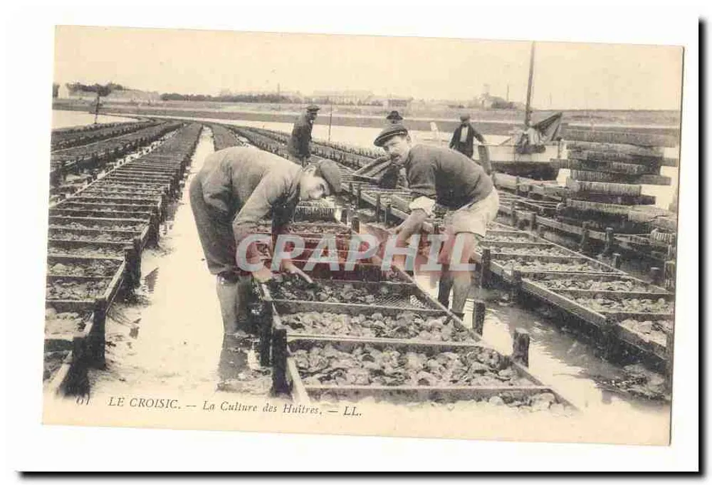 Le Croisic — Oyster Farming — LL. - Vorderseite
