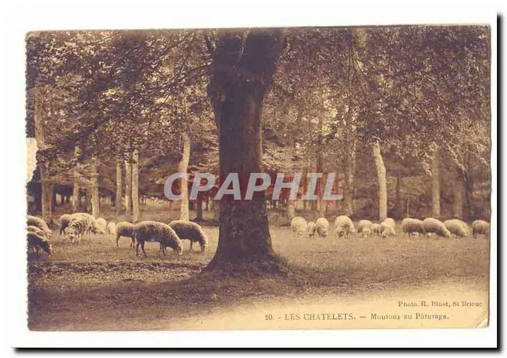 Les Chatelets — Ovelhas no Piquenique — Foto R. Blast, St Brieg - Frente
