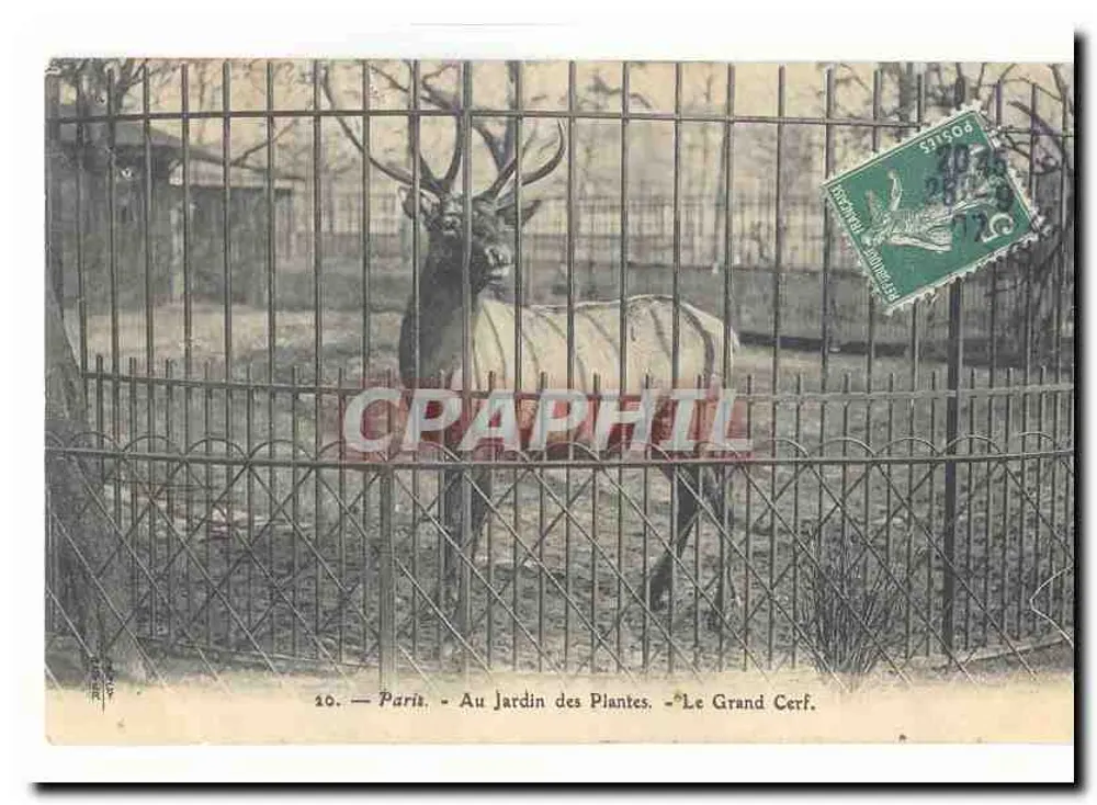 Paris — Im Jardin des Plantes — Der Große Hirsch - Vorderseite
