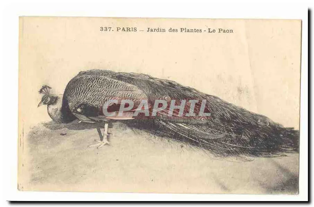 Paris - Jardin des Plantes - Der Pfau - Vorderseite