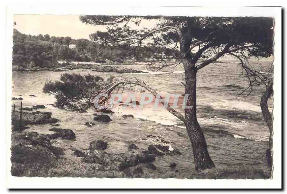 Vista costeira — Pinheiro marinho na beira do mar — editor não identificado - Frente