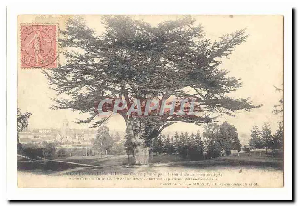 Montigny-l'Incoup — Kiefer gepflanzt von Bernard de Jussien im Jahr 1734 - Vorderseite
