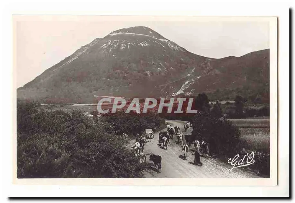 Berglandschaft — Rinderherde auf der Straße — Fotograf G.D'O. - Vorderseite
