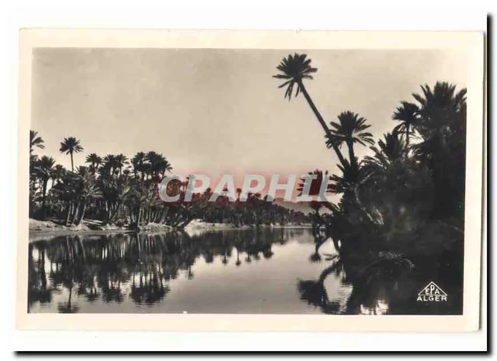 Palmendschungel am Ufer eines Gewässers — Algerien — Verlag E.P.A. ALGER - Vorderseite