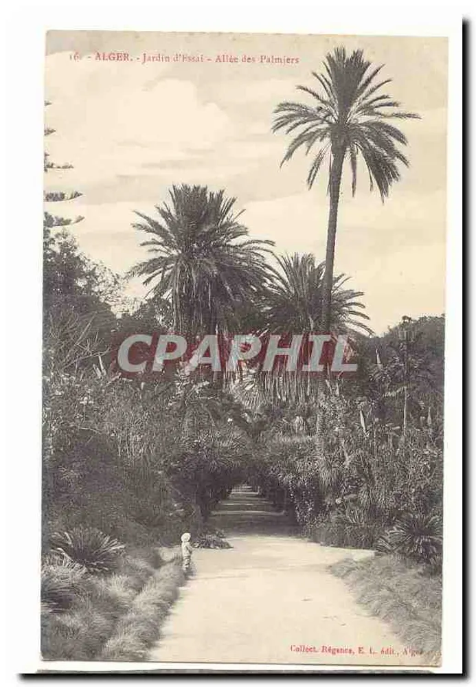 Alger - Jardin d'Essai - Allée des Palmiers — Collect. Régenis, E. L. Adit, Alger - Vorderseite