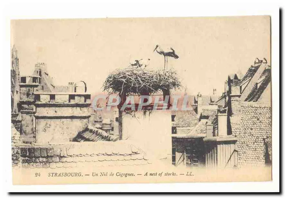 Strasbourg — Um Ninho de Corujas — LL. — n°24 - Frente