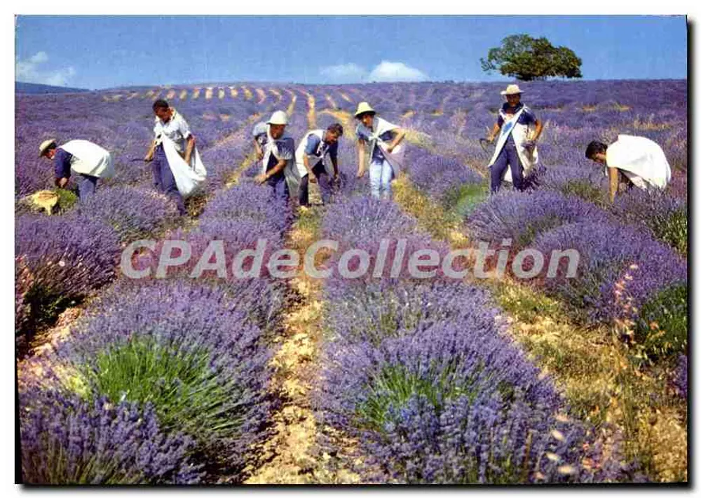 Lavender Harvest — Éditions J. Cellard, Bron (Rhône) - Front