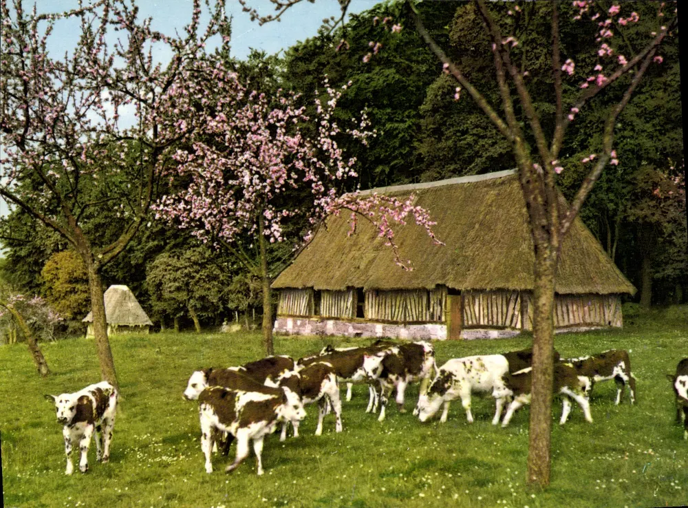 Paisagem rural normanda — vacas sob cerejeiras em flor — CPAdeCollection - Frente