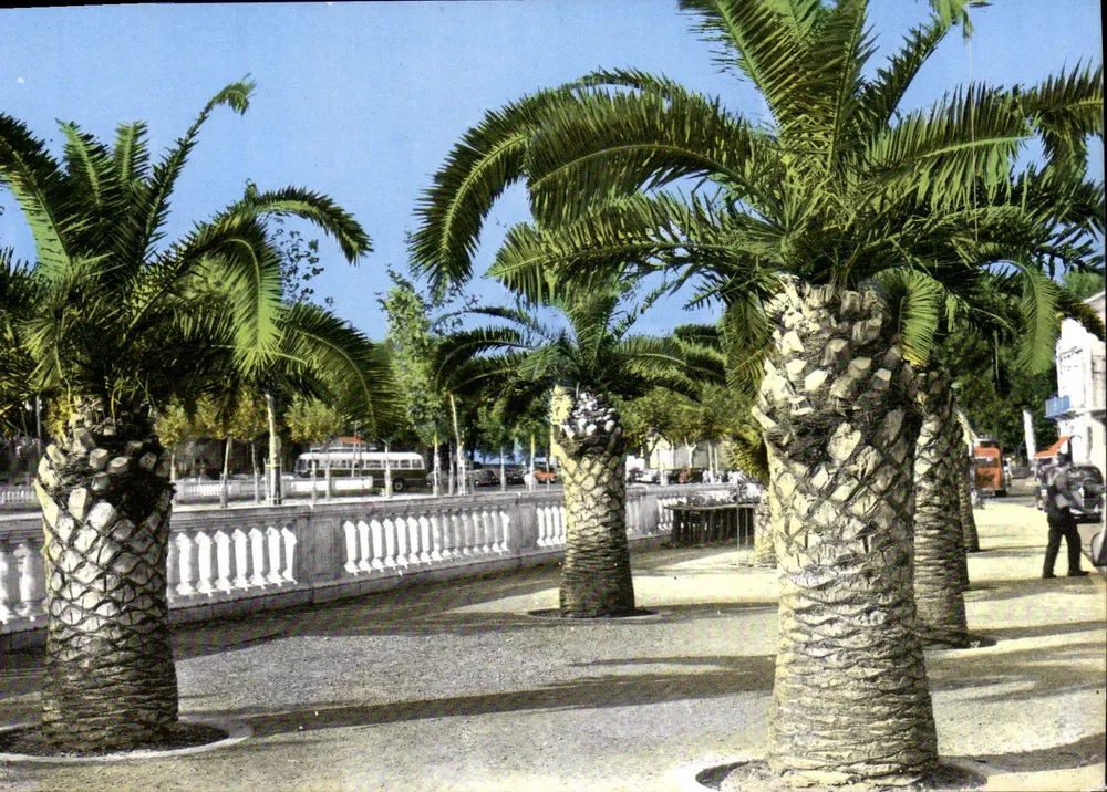 Perpignan (P.-O.I.) — O Palmarium — Edição S.L. Magenta, rua Villeurbanne (Rhone) - Frente