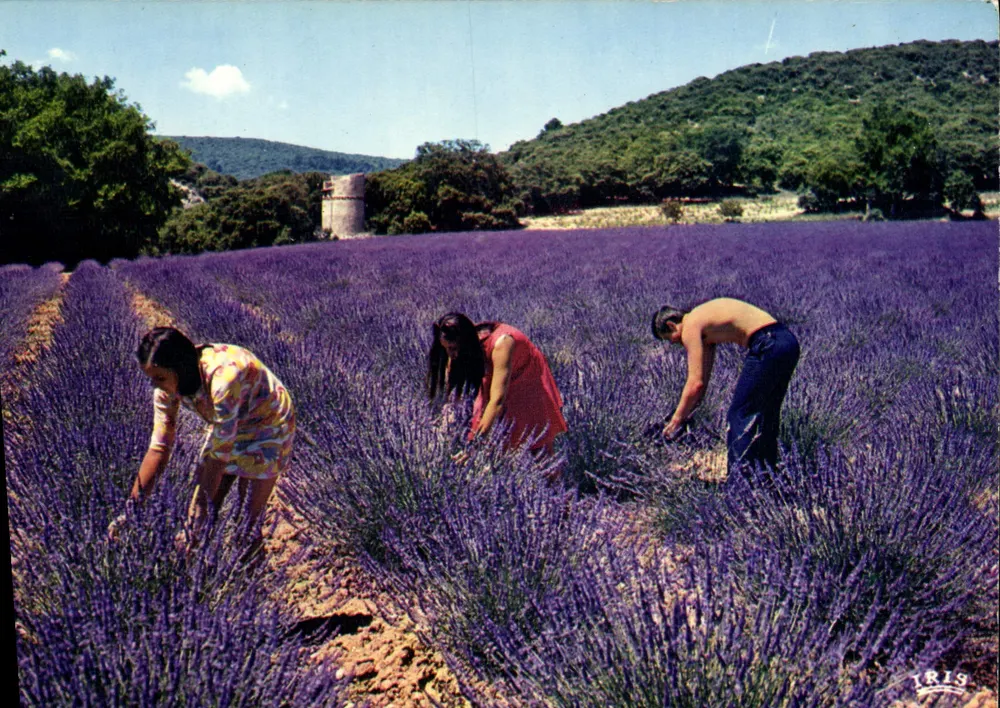 Colheita de lavanda — campos floridos com três colhedores — editor IRIS, n° 1R13 - Frente