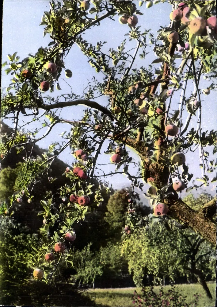 Promenade à l'automne dans le ROUSSILLON — Éditions S.L. 157, avenue des Frères Lumière - Lyon - Recto