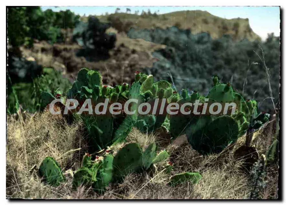 Plante exotique — cactus en milieu aride — Éditions S.L. des Frères Lumière, Lyon - Recto