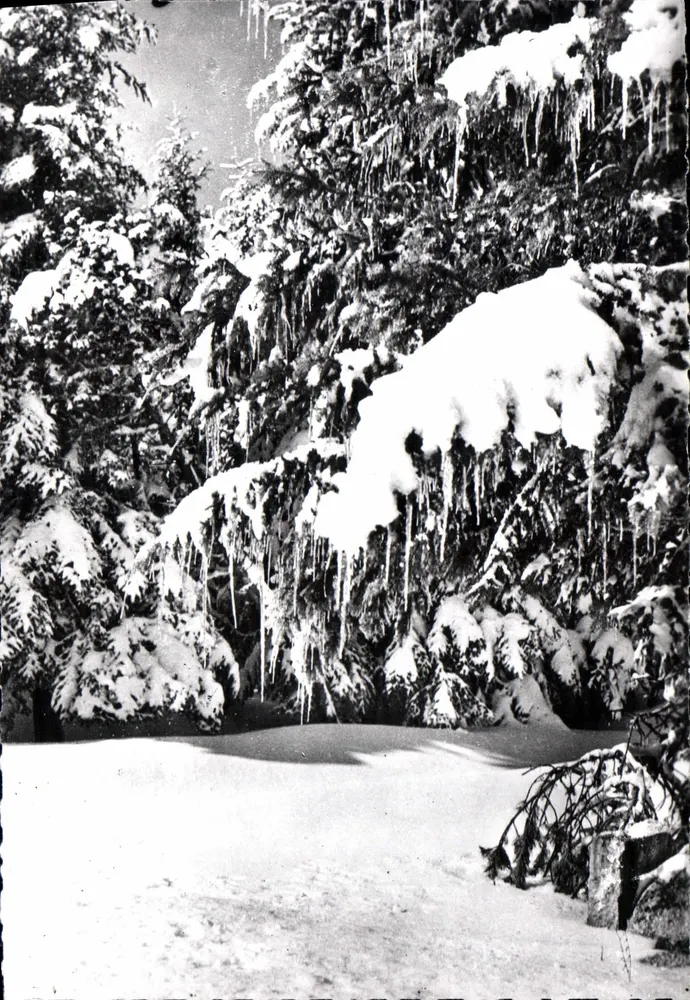 Winterlicher Unterholz am Col du Minier — MASSIF DE L'AIGOUAL (1.567 m.) — Éditions Magenta, Lyon - Vorderseite