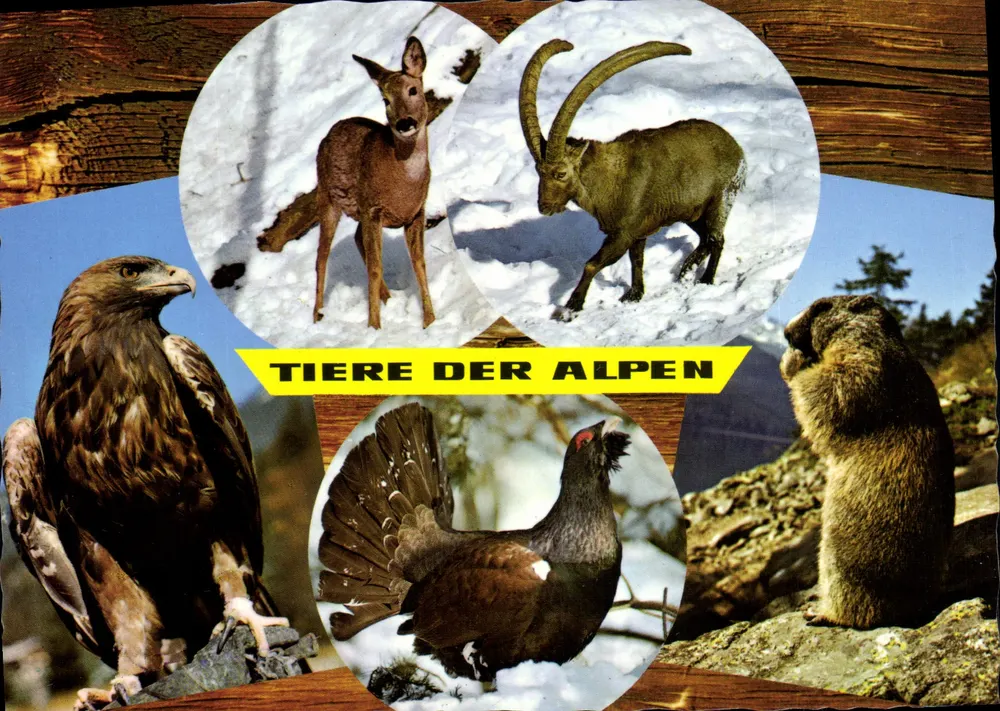 Alpine Tiere — Tiere der Alpen — Verlag Alpina, n° 130 A - Vorderseite