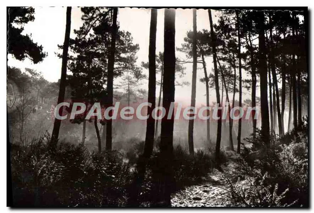 Morgennebel unter den Kiefern — Landes de Gascogne — Les Éditions d'Art - Vorderseite