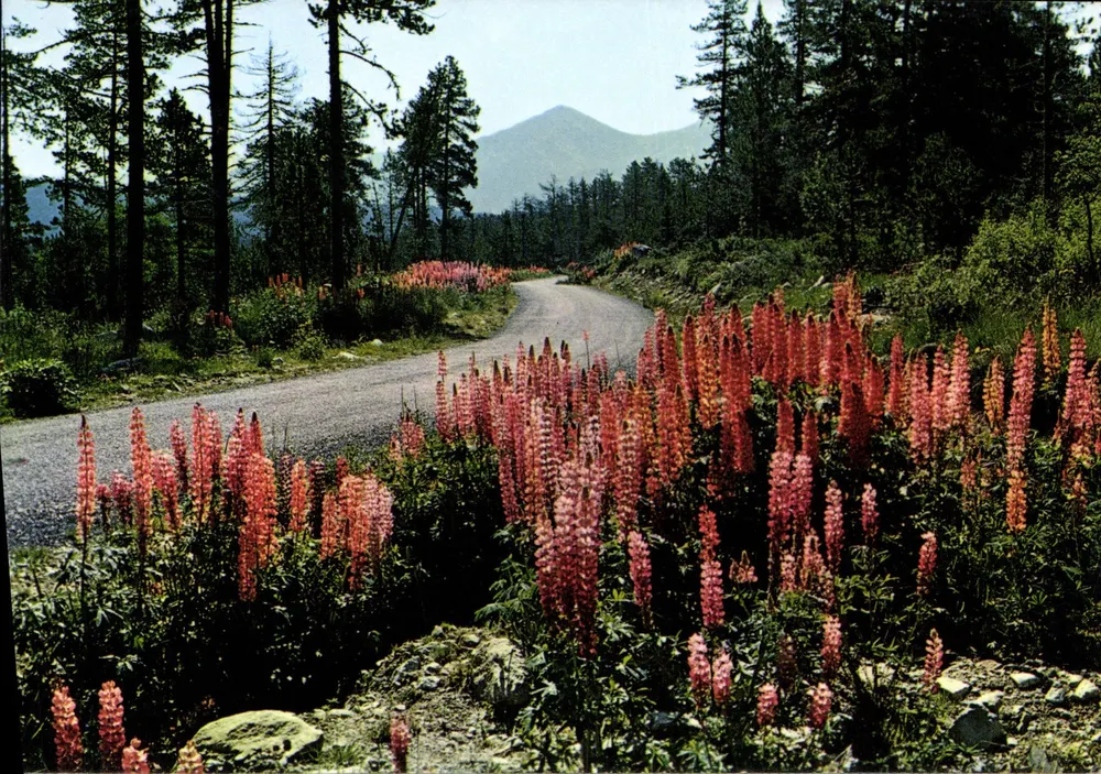 Route forestière bordée de lupins — Lumières et couleurs de la montagne. Éditeur DINO, n° 6179/S. - Vorderseite