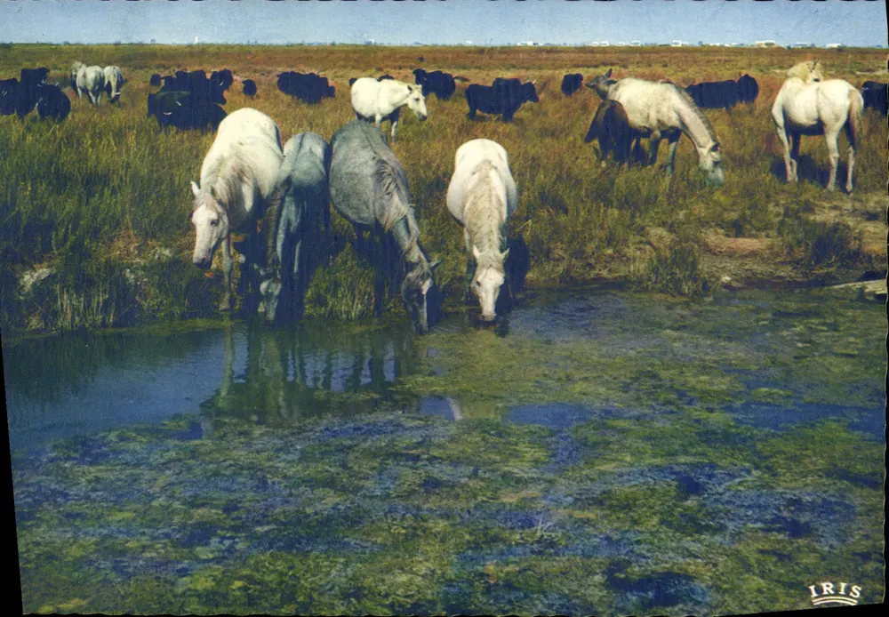 Camargue mit den Gardians — 13.200/119 — Edition G. Gandini, Marseille - Vorderseite
