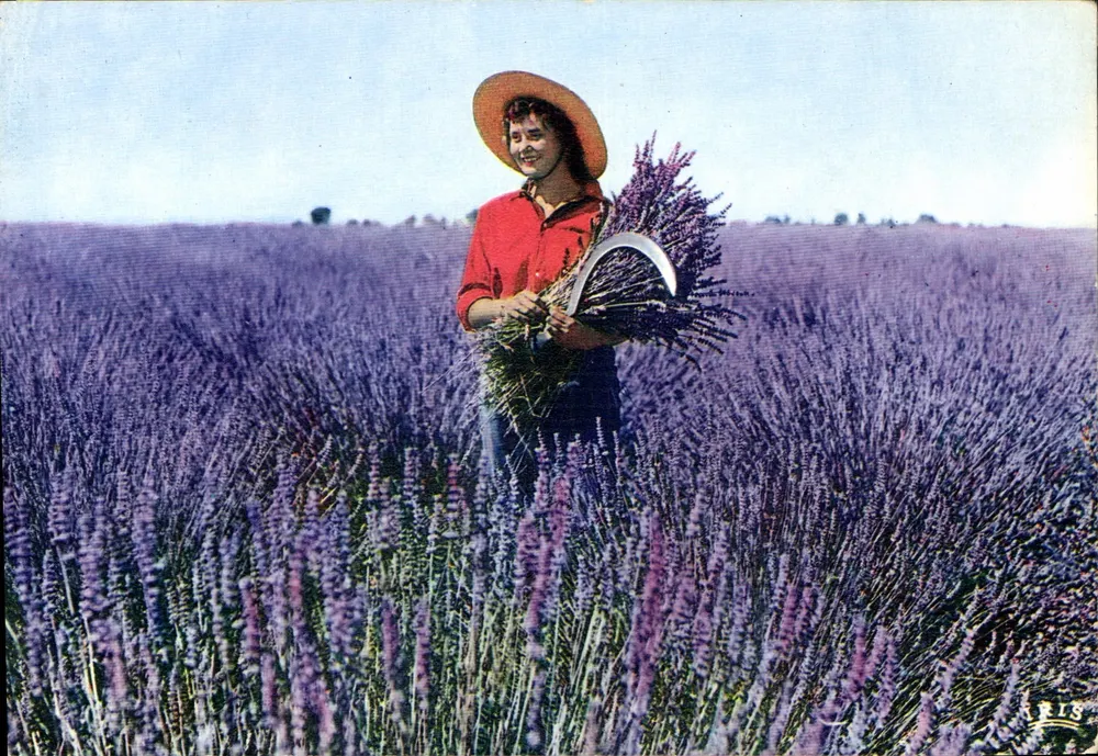 Campo de lavanda — NICE, Cimiez — Edições Mexichrome, n°201 - Frente