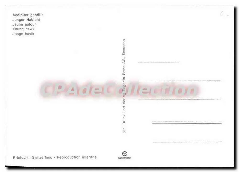 Junges braunkopf-Haube — Accipiter gentilis — Druck und Verlag Brigadin Press AG, Samedan - Rückseite