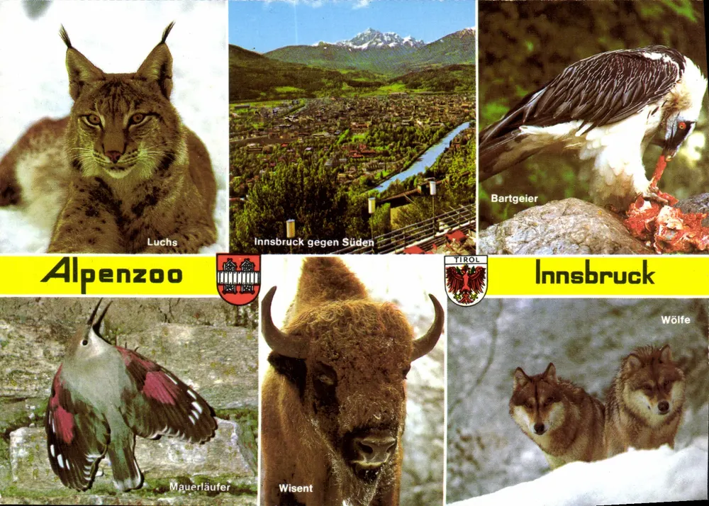 Alpenzoo Innsbruck — Tirol — Verleger Alpenzoo Innsbruck - Vorderseite