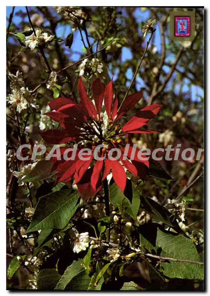 Hoa Pâque — Tenerife (Các đảo Canary) — FISA I.G. - Barcelone - Mặt trước