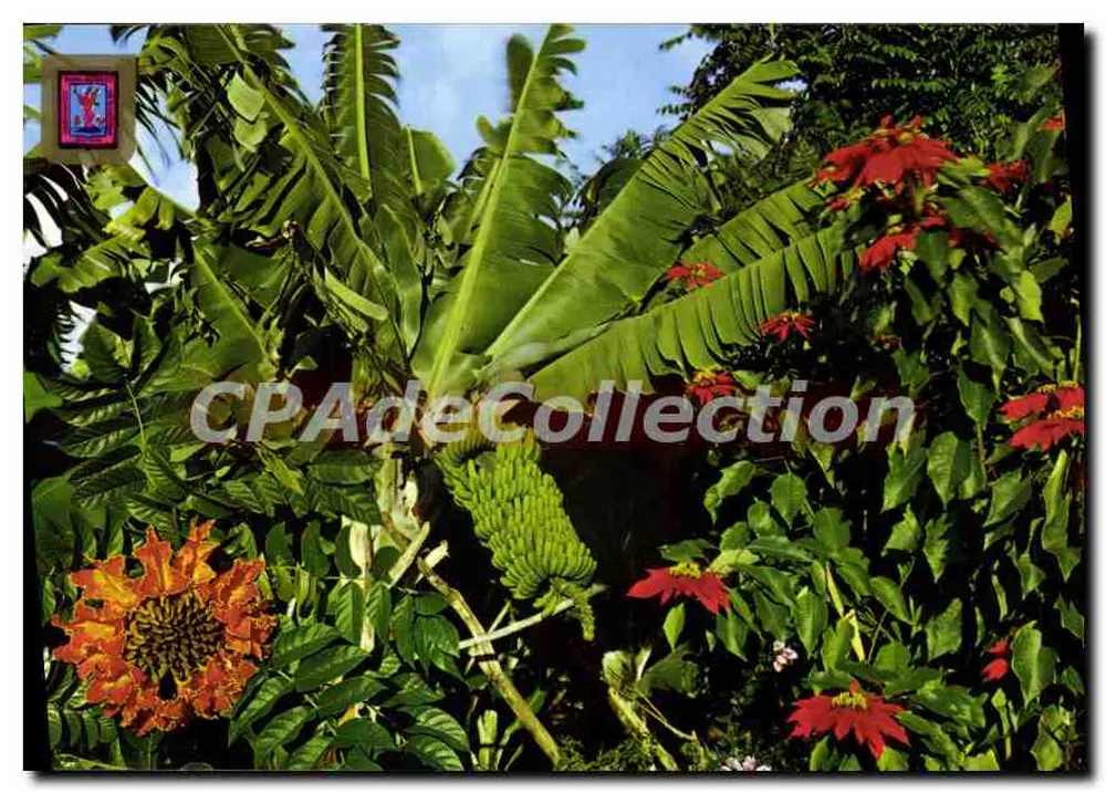Plataneras y Flores — Tenerife — FISA - I.G. - Palauadrias, 26 - Barcelona - Mặt trước