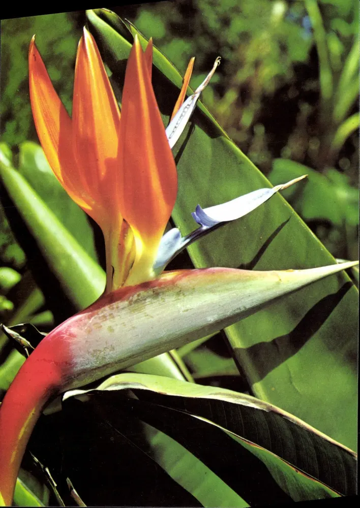 Strelitzia — FLORES DE TENERIFE — Éditions Gasteiz n°2.959 - Vorderseite