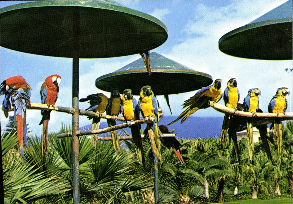 Stadt La Cruz — Loro Park — Editionen Aníbarro Tenerife - Vorderseite