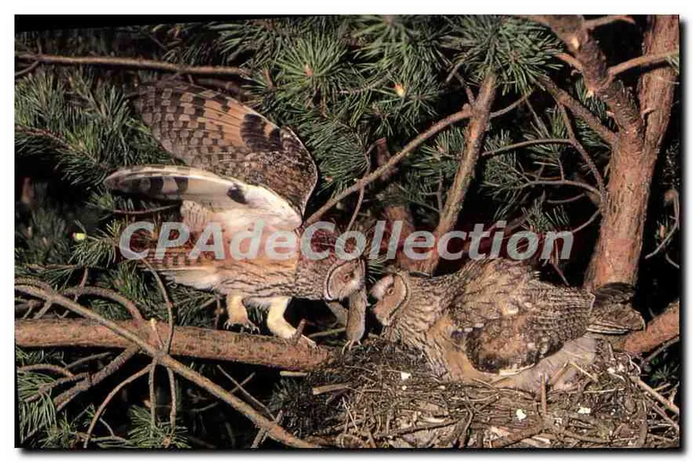 Hibou moyen-duc — couple dans un nid — IN'EDITE, bp 16, 87700 Aixe-sur-Vienne - Recto