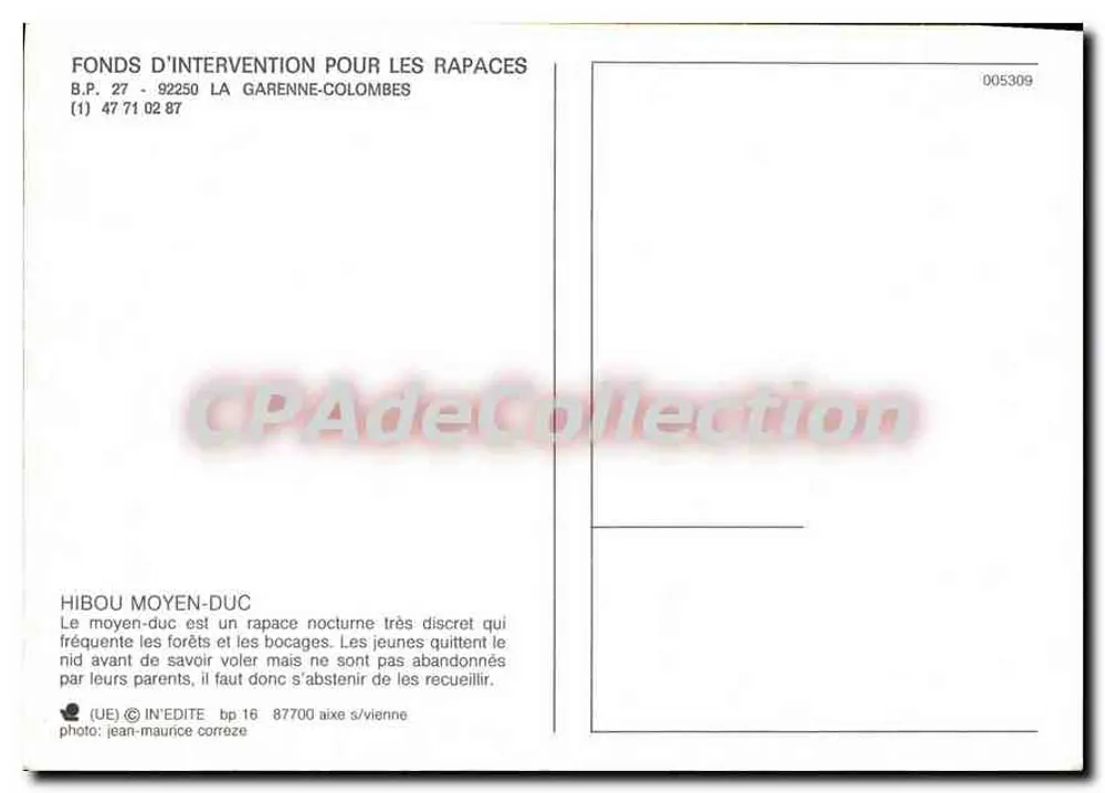 Hibou moyen-duc — couple dans un nid — IN'EDITE, bp 16, 87700 Aixe-sur-Vienne - Verso