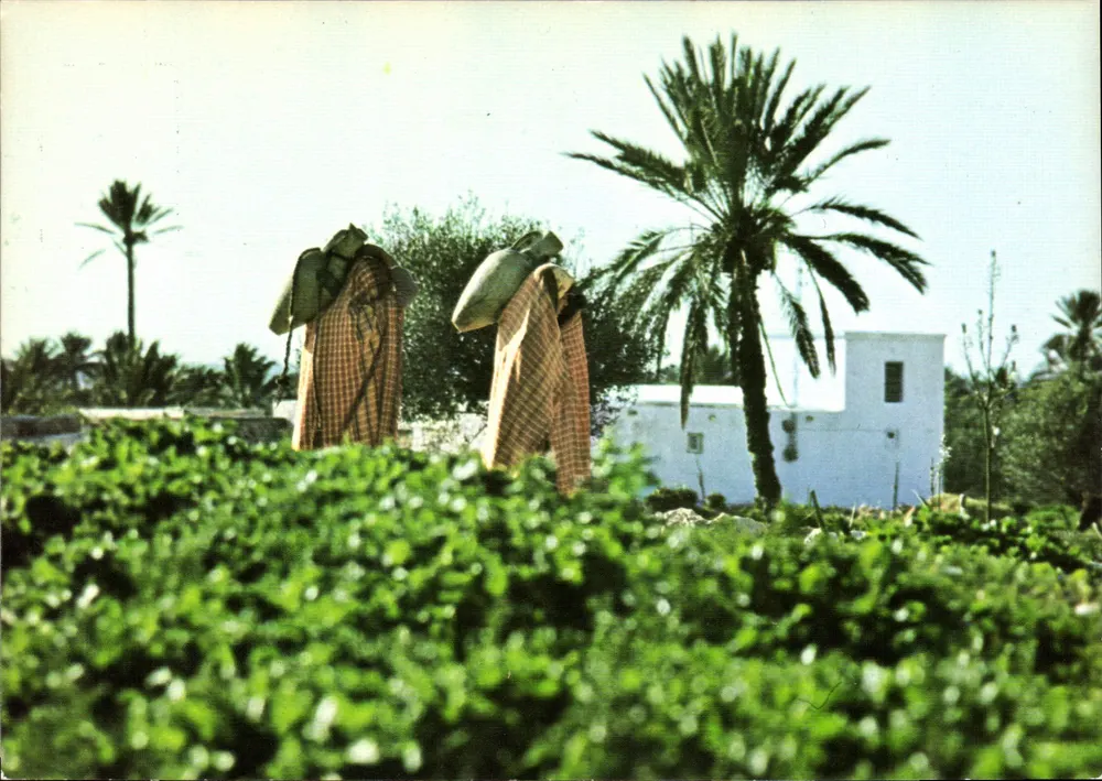 Jérba - Paysages — Tunisie — Éditions CHAMAMAY, n° C 236 - Recto