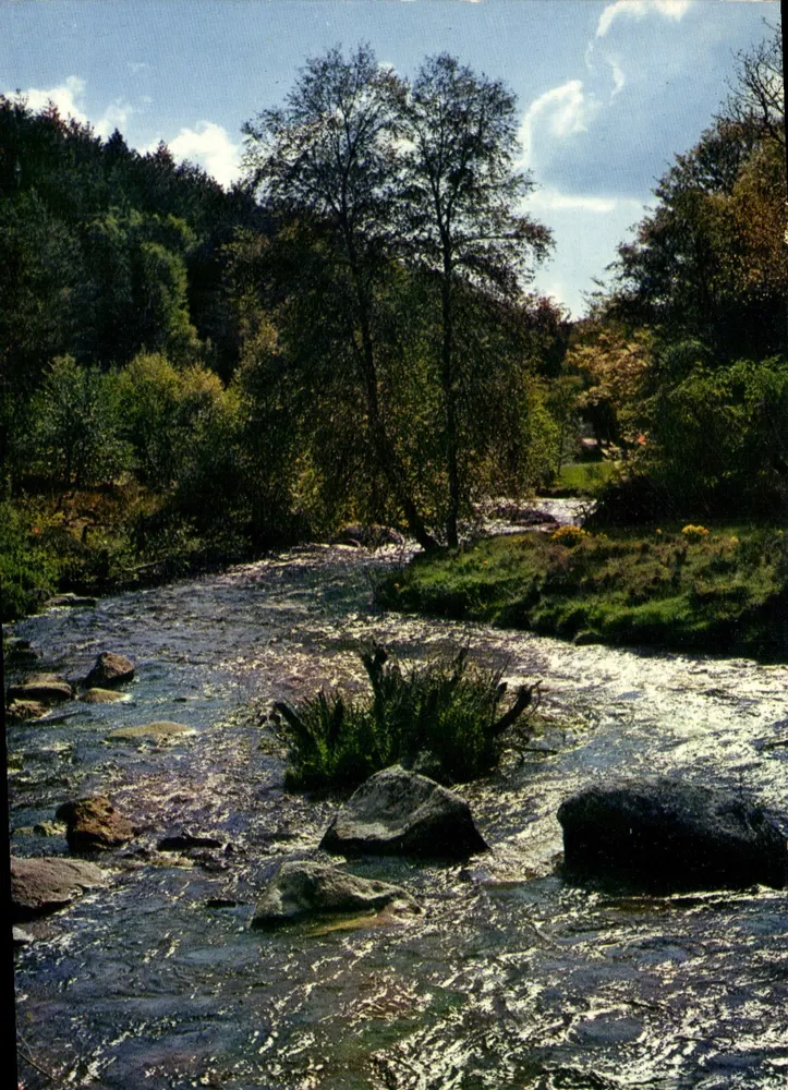 Limousin pittoresque — Rivière en forêt — Éditeur Mexichome, n° 19/191 - Recto