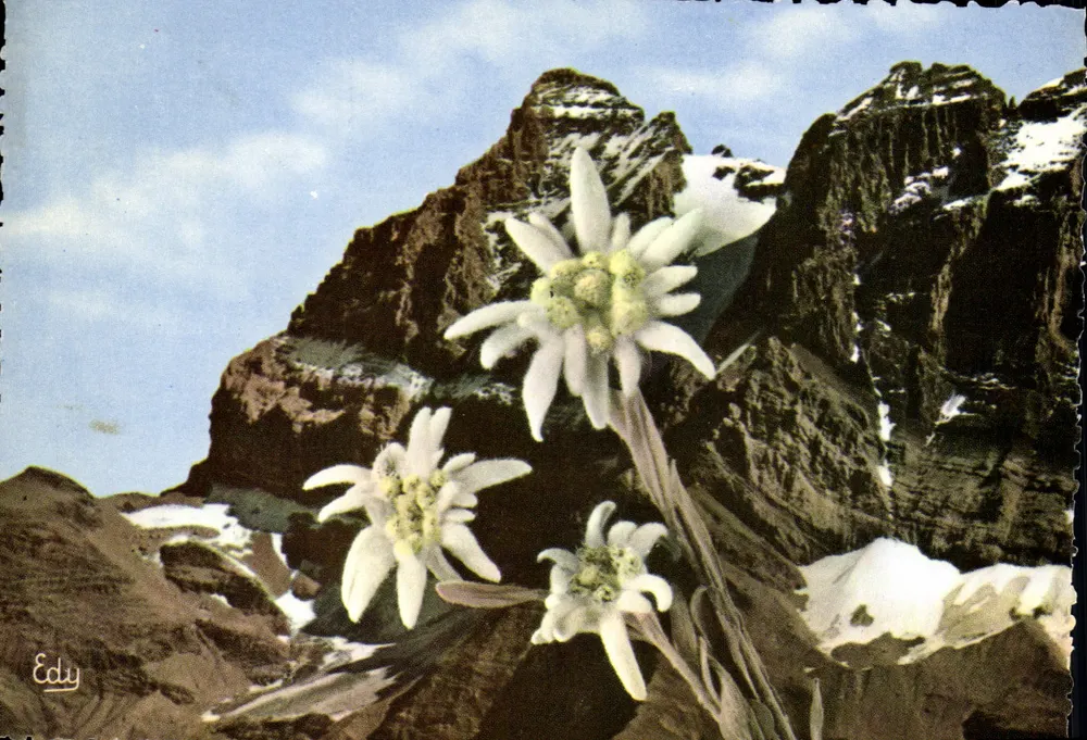 Alpes - Flores de Edelweiss — Editor Edy, n°8.046 - Anverso