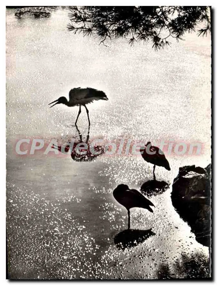 Aves aquáticas — Silhueta à beira da água — Foto J. Van Vught, Saint-Jean-Cap-Ferrat (Alpes-Maritimes) - Frente