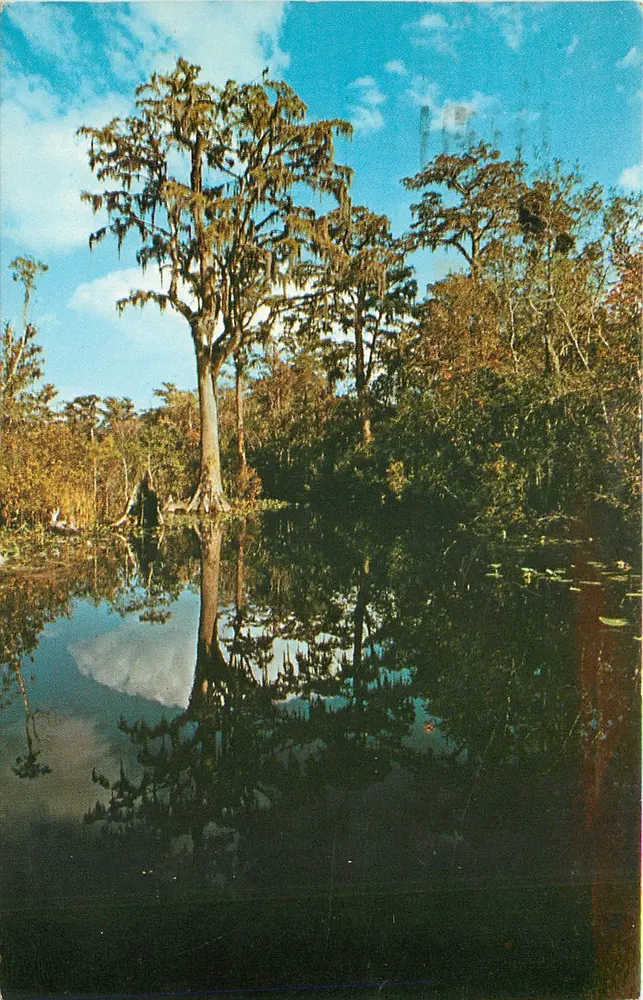 Pântano de Okefenokee — Parque Estadual Stephen Foster — Bryson City, Georgia - Frente