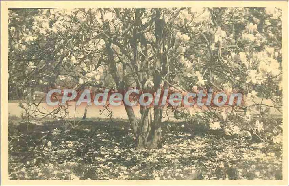 Magnólia em flor — vista de jardim — CPAdeCollection - Frente