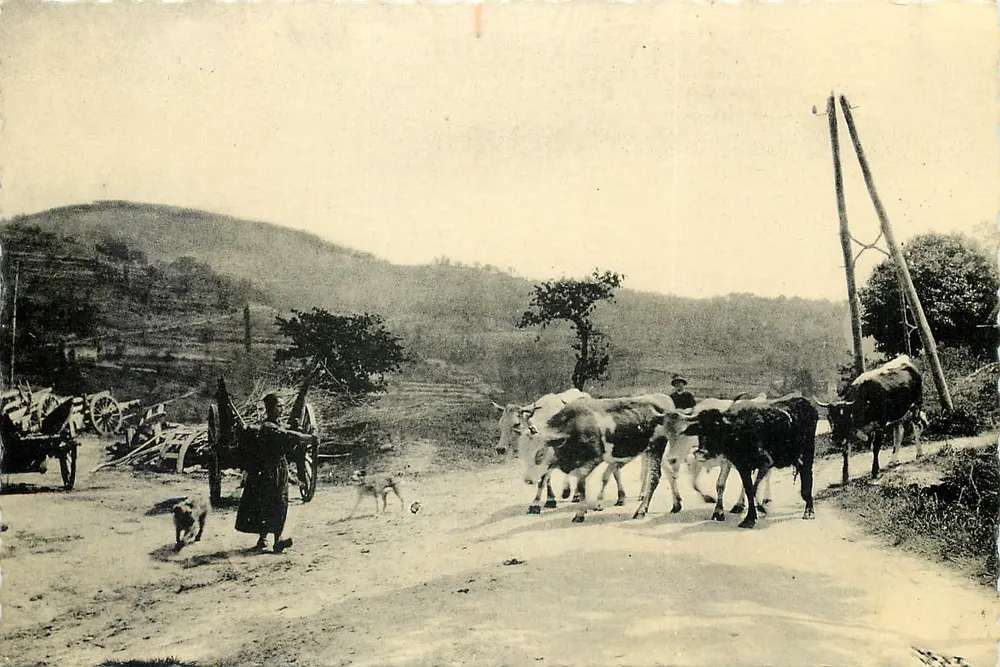Desaignes (Ardeche) — Landschaft mit Kühen und Wagen — Verlag: Tourlouse - Vorderseite