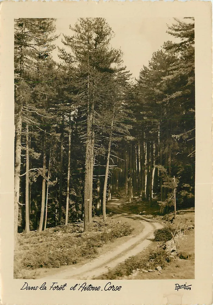 Na Floresta de Aitone, Córsega — fotografia de René, n° 1179 - Frente