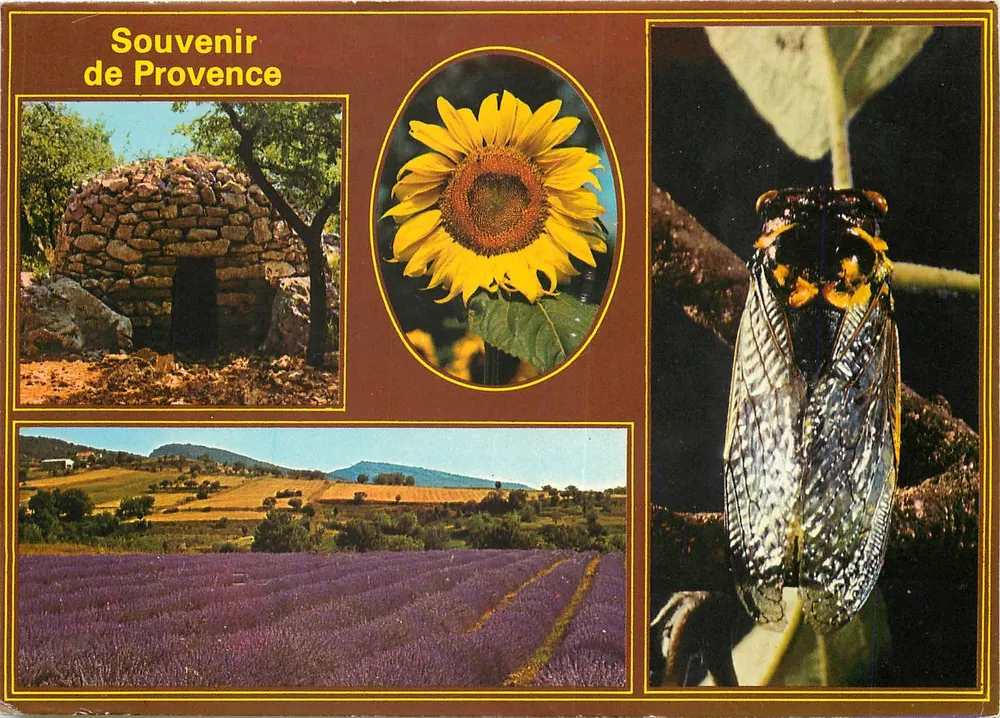 Lembrança da Provença — cartão postal ilustrado com gruta, girassol, grilo e campos de lavanda — editor não visível - Frente