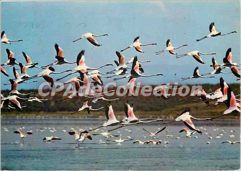 Flammschwanen im Flug — In der Camargue — Edition Vienné-Jacana - Vorderseite