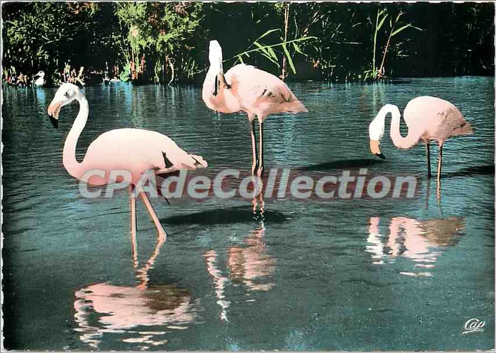 Różowe flamingi z Camargue — wydawca Real-Photo-Cie des Arts Photomécaniques, Paryż - Awers