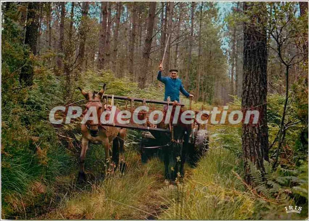 Muleskarren in den Landes — Cap Fernet — Studio Théo Jac - Vorderseite